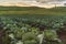 Cabbage field in smit area during golden hour sunset