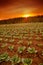 Cabbage field in sunset mood