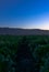 Cabbage field sunset Soledad California