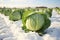 Cabbage field under snow. Generative AI