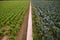 Cabbage fields, rows of vegetable food