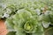 Cabbage fields, rows of vegetable food