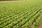 Cabbage fields, rows of vegetable food