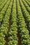 Cabbage fields in Spain