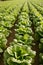 Cabbage fields in Spain