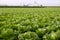 Cabbage fields in Spain