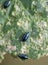 Cabbage flea beetle Phyllotreta cruciferae or crucifer flea beetle. Damaged leaves of cabbage in the vegetable garden