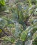 Cabbage flea beetle Phyllotreta cruciferae or crucifer flea beetle. Damaged leaves of purple kohlrabi German or Cabbage Turnip