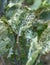 Cabbage flea beetle Phyllotreta cruciferae or crucifer flea beetle. Damaged leaves of purple kohlrabi German or Cabbage Turnip