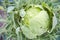 Cabbage in the garden, eaten by pests in the summer