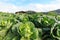 Cabbage garden at Monjam mountain , Chiangmai ,Thailand