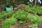 Cabbage grow in fruit ree orchard