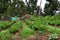 Cabbage grow in fruit ree orchard