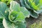 Cabbage growing in field, rural farming in West Bengal, India