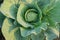 Cabbage growing in field, rural farming in West Bengal, India