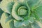 Cabbage growing in field, rural farming in West Bengal, India