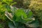 Cabbage growing in field, rural farming in West Bengal, India