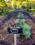 Cabbage Growing \'Pyramid\'. Vegetable Garden