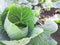 Cabbage grows in the vegetable garden. ripening. gardening. summer, harvest. the process of growing vegetables