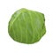 Cabbage Half 3d Illustration Isolated on White Background Isolated