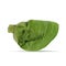Cabbage Half 3d Illustration Isolated on White Background Isolated
