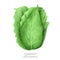 Cabbage, hand drawn illustration on a white background
