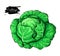 Cabbage hand drawn vector illustration. Vegetable artistic style object.