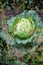 Cabbage harvest vegetable garden kale autumn