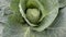 Cabbage head close-up with large leaves. The wind stirs the leaves of the cabbage. Maturation of vegetables in the garden