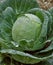 Cabbage (head) with dew drops