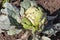 Cabbage head growing and ripening in vegetable garden of personal farmland. Amager cabbage's cultivation. Autumn