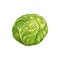 Cabbage head isolated green vegetable raw food