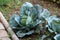 Cabbage or Headed cabbage annual leafy green vegetable crop with large thick dark green leaves growing in local home garden