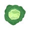 Cabbage icon. Food for a healthy diet. Natural product made from green vegetables, suitable for vegetarians. A source of