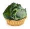 Cabbage isolated in basket on white background