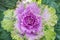 Cabbage Kale Flower