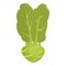 Cabbage kohlrabi icon cartoon vector. Natural plant