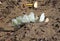 Cabbage or Large White butterflies Pieris brassicae on ground