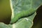 Cabbage larva on leaf macro image