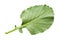 Cabbage leaf isolated