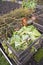 Cabbage leaves on a compost heap