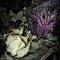 Cabbage Leaves on a Compost Heap