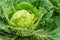 The cabbage leaves damaged by garden caterpillars pests