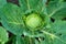 Cabbage leaves eaten by pests. The problems of gardeners in growing vegetables