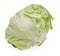 Cabbage lettuce isolated