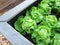 Cabbage lettuce in a wooden raised garden bed made of wood