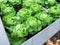 Cabbage lettuce in a wooden raised garden bed made of wood