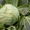 Cabbage looper cabbage semilooper (pupa) Trichoplusia ni (HÃ¼bner)