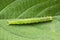 Cabbage looper moth caterpillar.Family Noctuidae, referred to as owlet moths, Trichoplusia ni, Satara