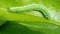 Cabbage moth caterpillar